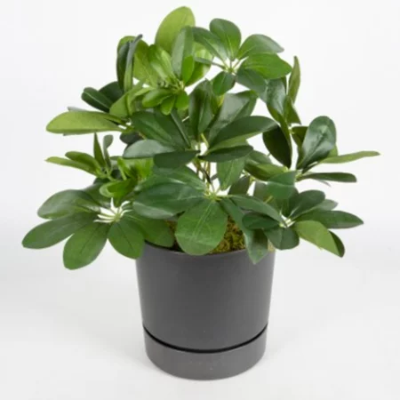 cinpa - Artificial Plant Arrangement - VA21746